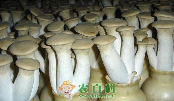 杏鲍菇 杏鲍菇病虫害的无公害防治