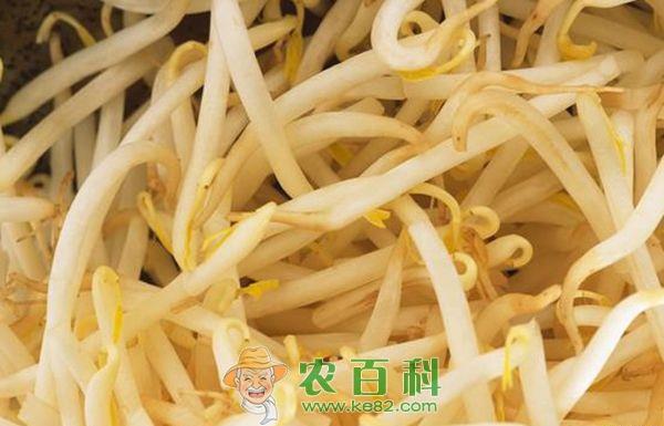 豆芽 盒式黑豆芽无公害栽培