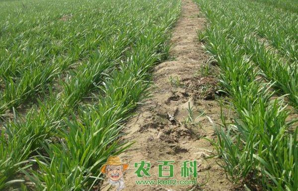 棚室韭菜种植的疫病的防治 棚室韭菜种植的疫病的防治