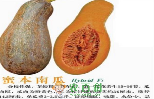 宜宾迎安镇蜜本南瓜走俏市场