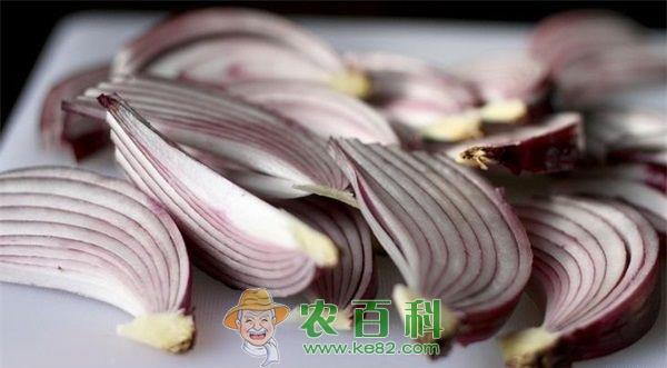 洋葱 紫皮洋葱超高产大型新品种---紫星