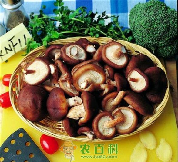 香菇 香菇的根霉及香菇菌袋常见杂菌及出现原因
