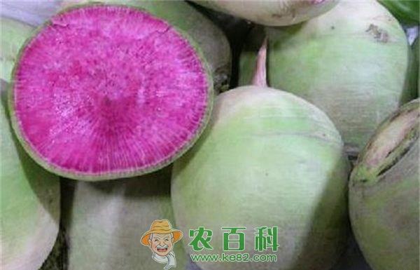 心里美萝卜的相关资料