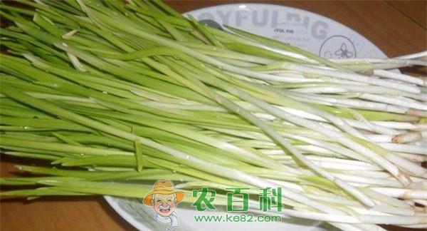 蒜苗 冬闲稻田可种植蒜苗