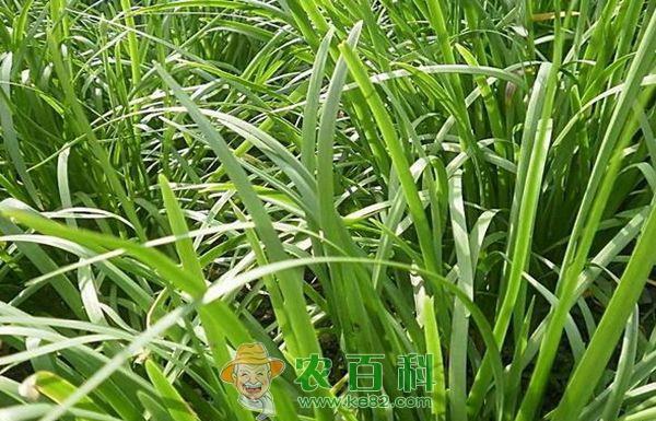棚室韭菜种植的疫病的防治 棚室韭菜种植的疫病的防治