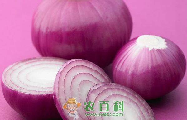 甘肃洋葱收购价今年行情在看涨