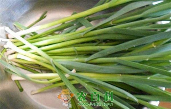 蒜苗 有机蒜苗保鲜办法有哪些