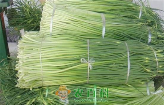 蒜苔贮藏期的管理--土客网网 蒜苔贮藏期的管理
