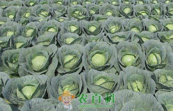 春甘蓝冬季育苗要点