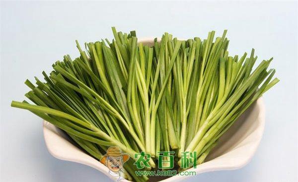 “艺术韭菜”俏销京津冀