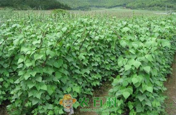 芸豆 地膜春芸豆栽培要点