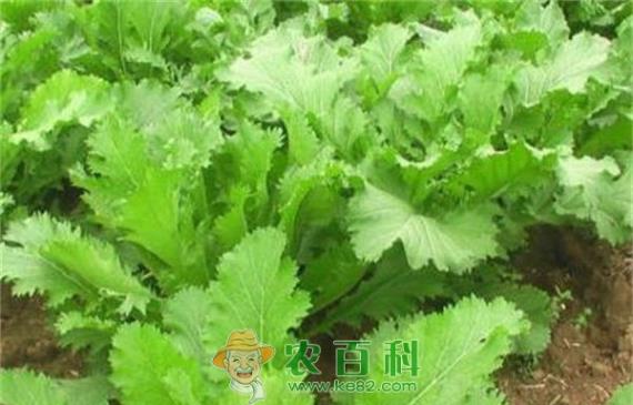 雪里红叶枯病特征描述及防治方法