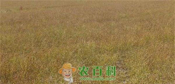 张家港口岸亚麻进口量倍增