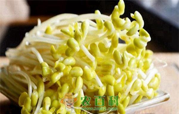 豆芽--土客网网 防止豆芽烧根烂缸注意事项