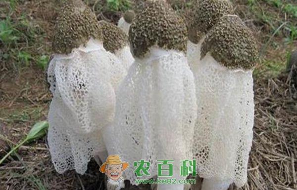 “菌种皇后”竹荪在镇巴试种成功