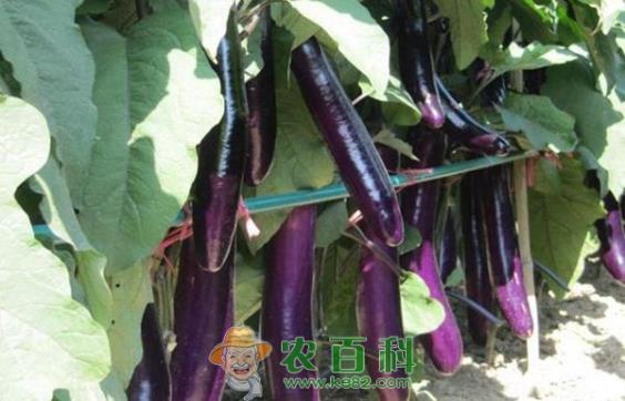 茄子 茄子嫁接后为啥老死苗