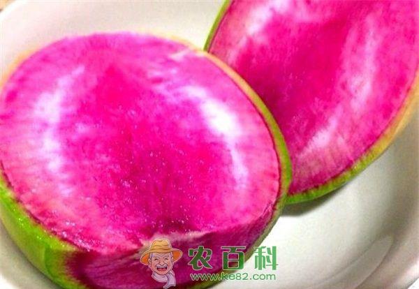 南方心里美萝卜小株采种技术