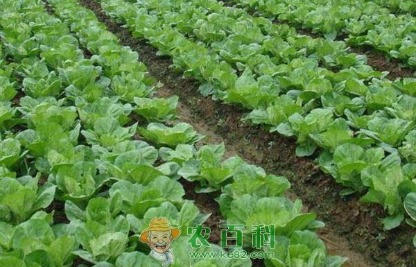 小白菜育苗移植方法