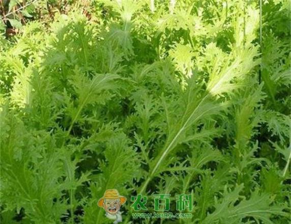 雪里红 雪里红的品种类型与栽培技术(3)