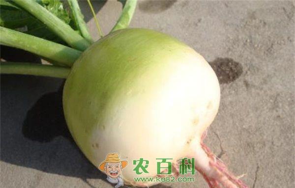 心里美萝卜软腐病