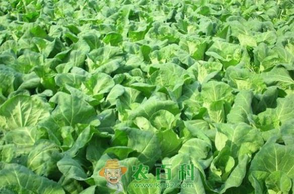 甘蓝质优价高，菜农喜上眉梢