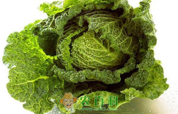 卷心菜 卷心菜减肥