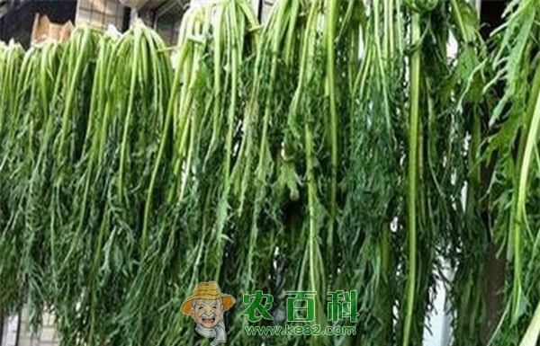 腌制雪里红的最佳时间