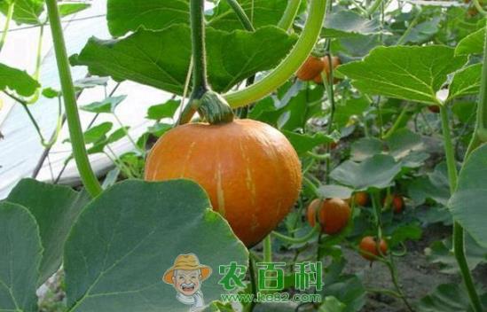 防治南瓜白粉病的技术 防治南瓜白粉病的技术