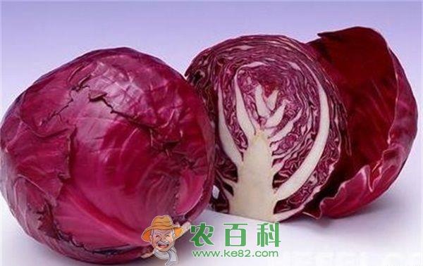 紫甘蓝病毒病的症状