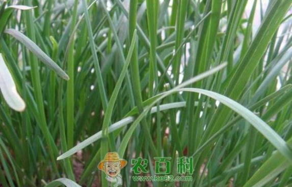 韭菜病毒病防治措施