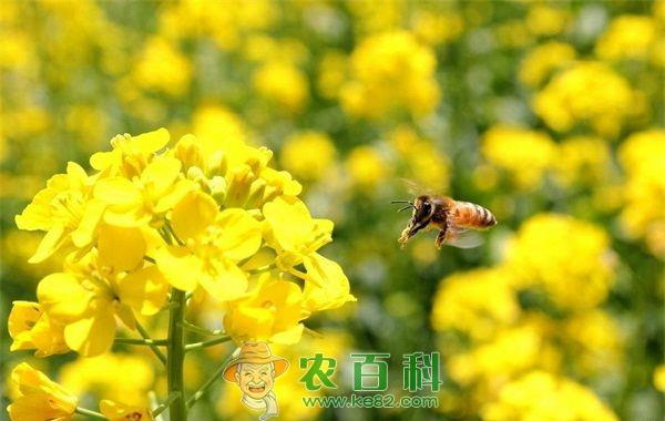 油菜花 洛南推进全域旅游狠抓油菜花种植