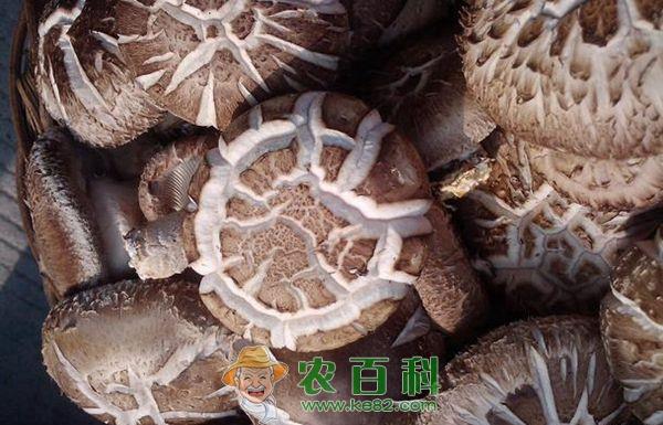 香菇 永平香菇变身致富新“引擎”