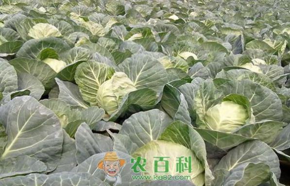 甘蓝--土客网网 夏播越冬甘蓝如何发挥效益
