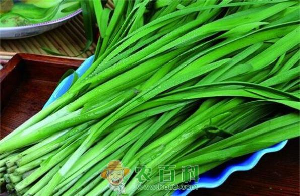 山东河东区强化韭菜产品质量安全监管 土客网网 山东河东区强化韭菜产品质量安全监管
