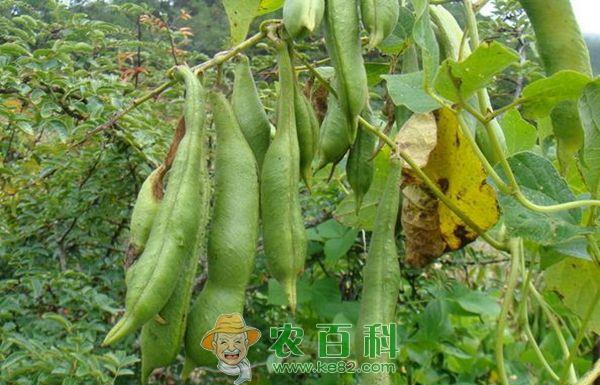 芸豆种植 芸豆种植的畸形的原因及预防