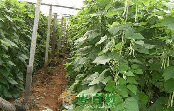 芸豆种植 芸豆种植的畸形的原因及预防