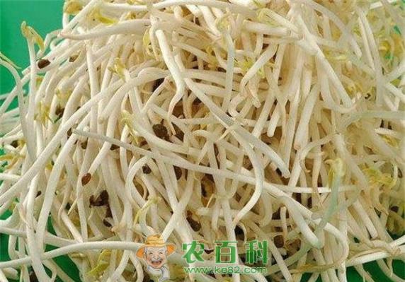 吃豆芽能防治四种常见病