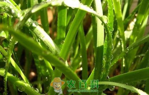 韭菜灰霉病无公害防治技术 韭菜灰霉病无公害防治技术