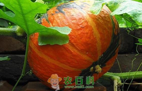 南瓜 怎样挑南瓜:越老越美味