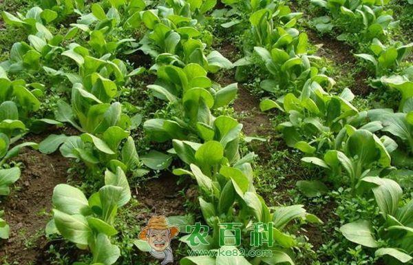 小白菜种植要点