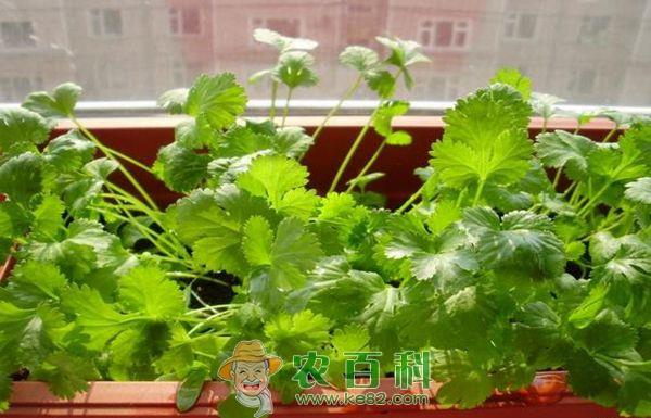 香菜夏秋栽培技术