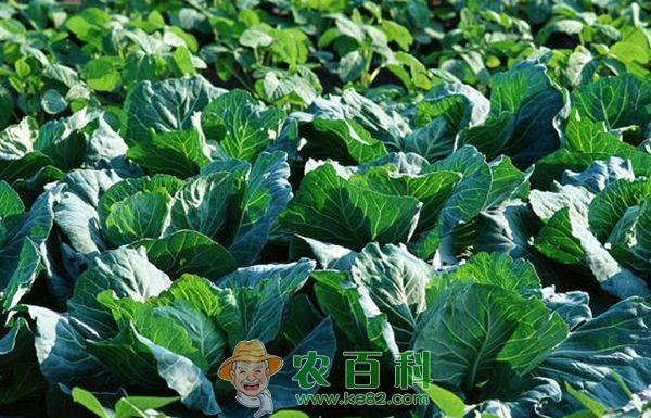 出口卷心菜种植技术 出口卷心菜种植技术