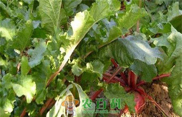 秋冬上市心里美萝卜巧栽培