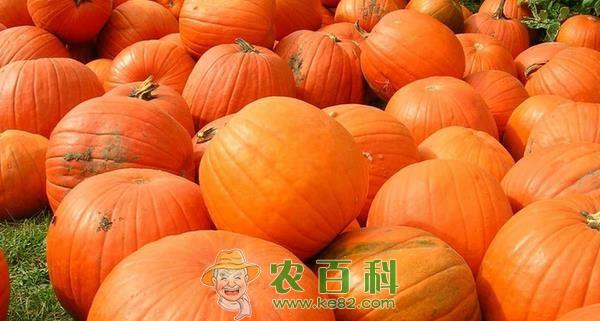 南瓜的营养价值及养生功效