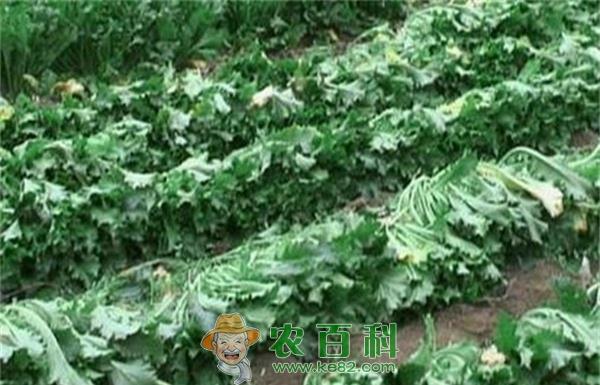雪里红 天凝传统雪里红注入“有益元素”