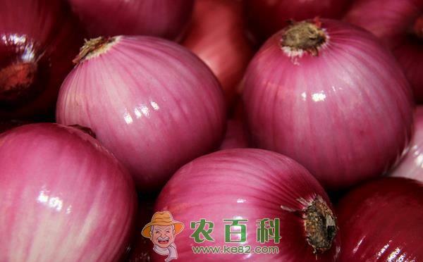 洋葱储藏和保鲜方法 土客网网 洋葱储藏和保鲜方法