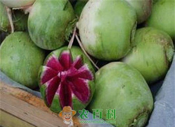 心里美萝卜滞销 副市长忧心