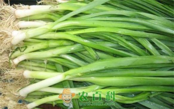 蒜苗 冬闲稻田可种植蒜苗