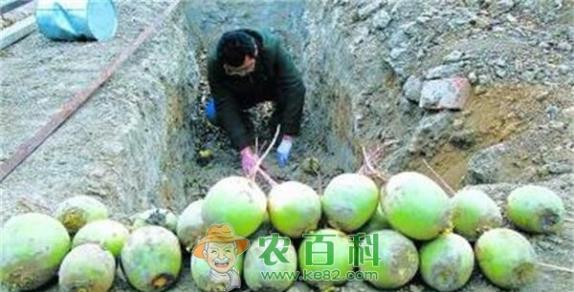 秋心里美萝卜的无公害种植