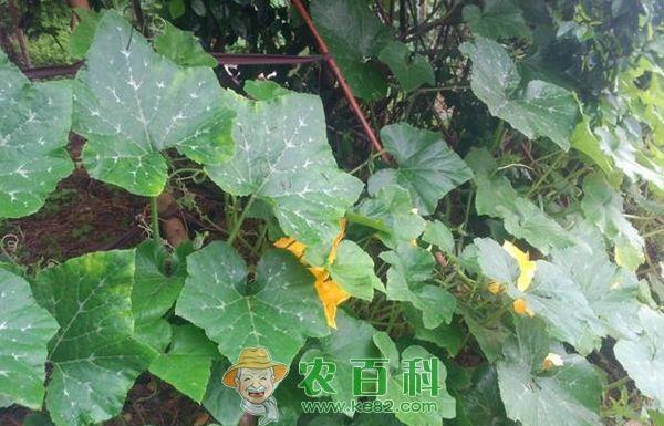 “叶用”南瓜栽培要点 “叶用”南瓜栽培要点